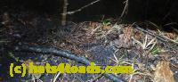 /home//u458753944/public_html/sourcegallery//Roxborough Toad Detour/2025/2025-03-20/20250320_211954.jpg